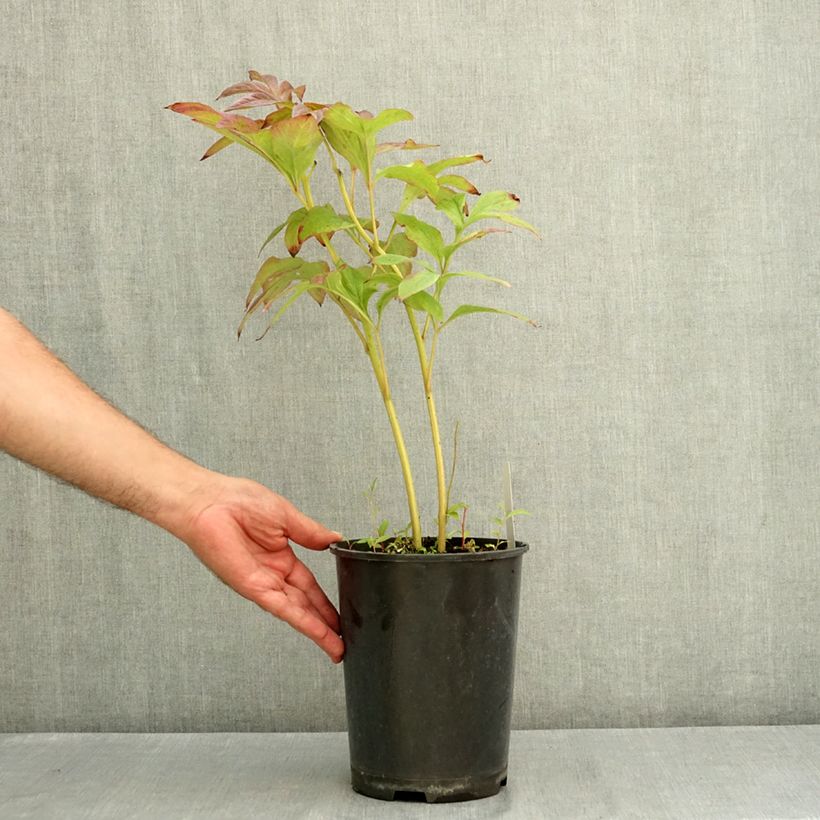 Esemplare di Peonia erbacea Gay Paree Vaso da 3L/4L consegnato in estate