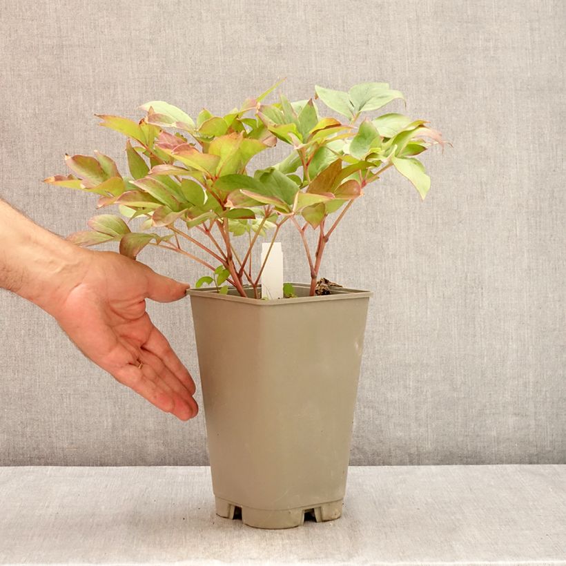 Esemplare di Peonia erbacea Green Halo Vaso da 3L/4L consegnato in estate