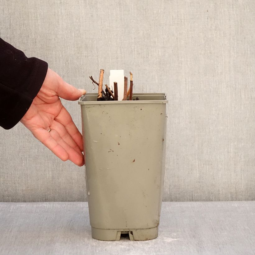 Peonia erbacea Green Halo Vaso da 3L/4L esemplare consegnato in inverno