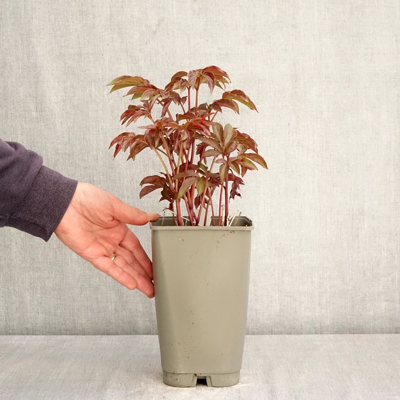 Peonia erbacea Green Halo Vaso da 3L/4L esemplare consegnato in primavera