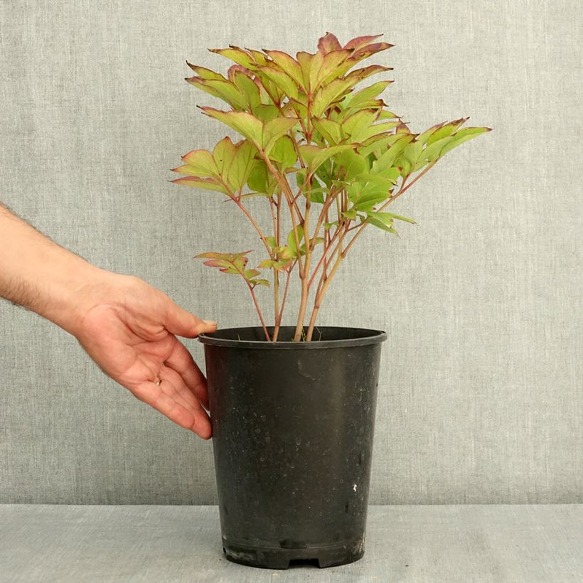 Esemplare di Peonia erbacea Green Lotus Vaso da 3L/4L consegnato in estate