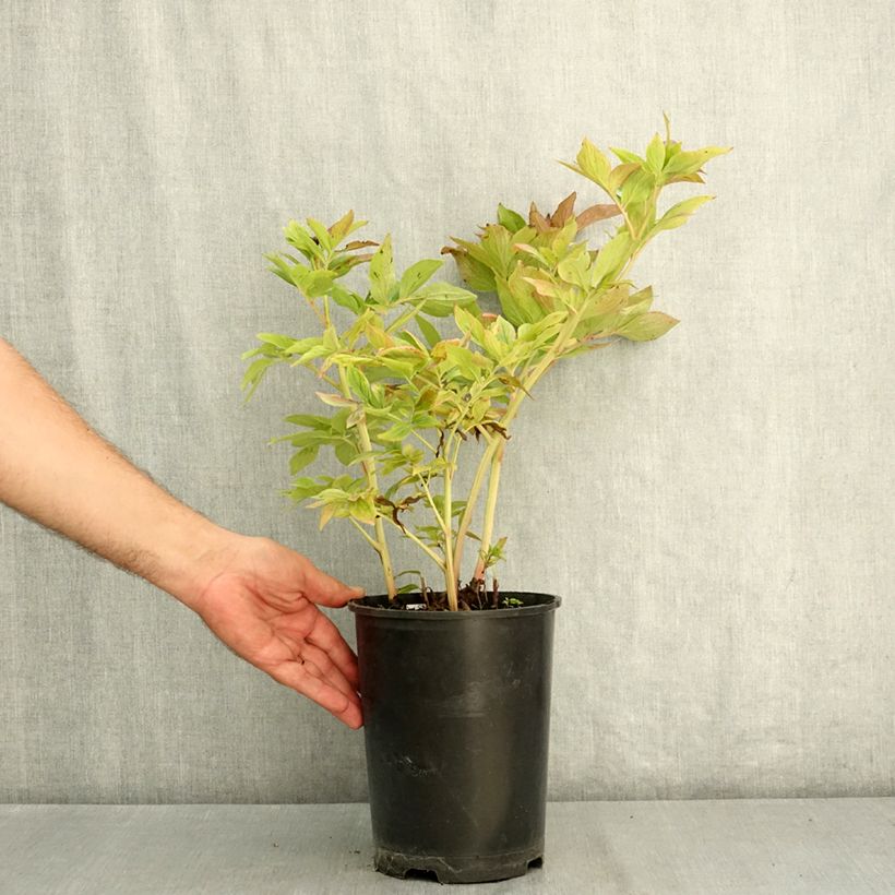 Esemplare di Peonia erbacea Bockstoce Vaso da 3L/4L consegnato in estate