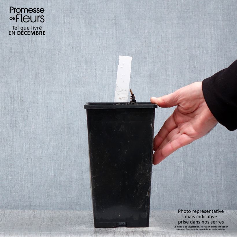 Peonia erbacea Immaculée Vaso da 3L/4L esemplare consegnato in inverno