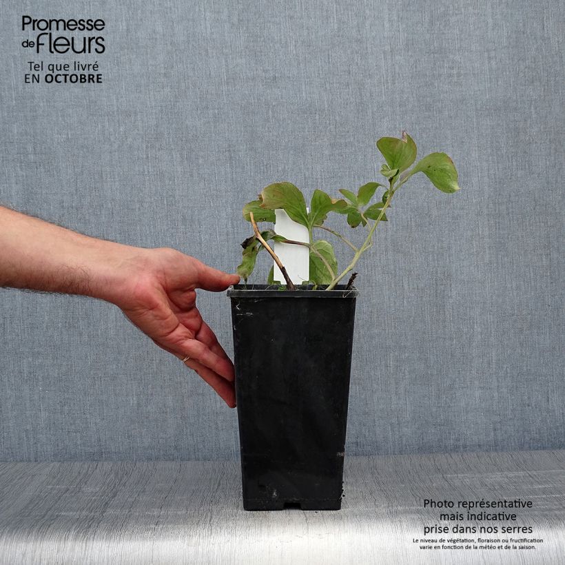 Esemplare di Peonia erbacea Inspecteur Lavergne Vaso da 3L/4L come consegnato in autunno