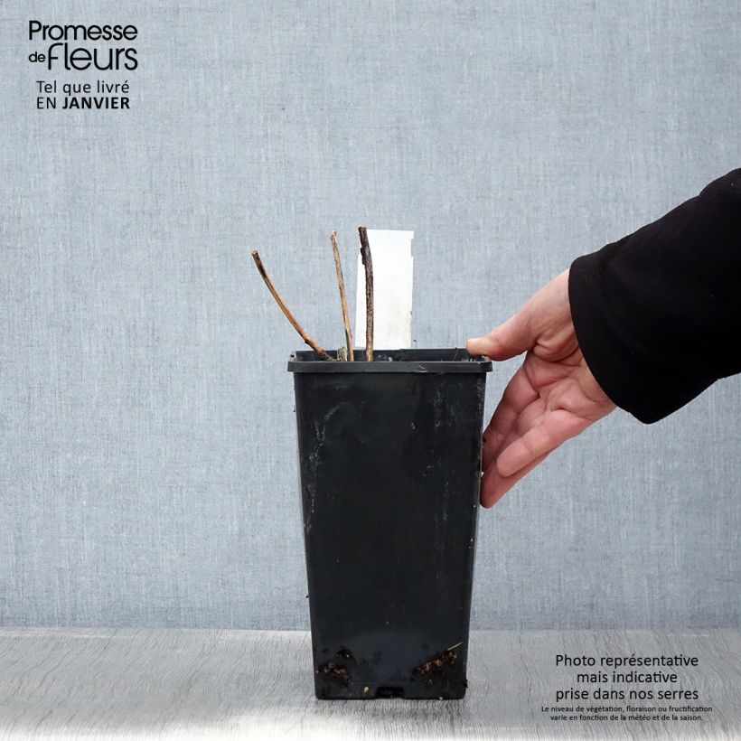 Peonia erbacea Inspecteur Lavergne Vaso da 3L/4L esemplare consegnato in inverno