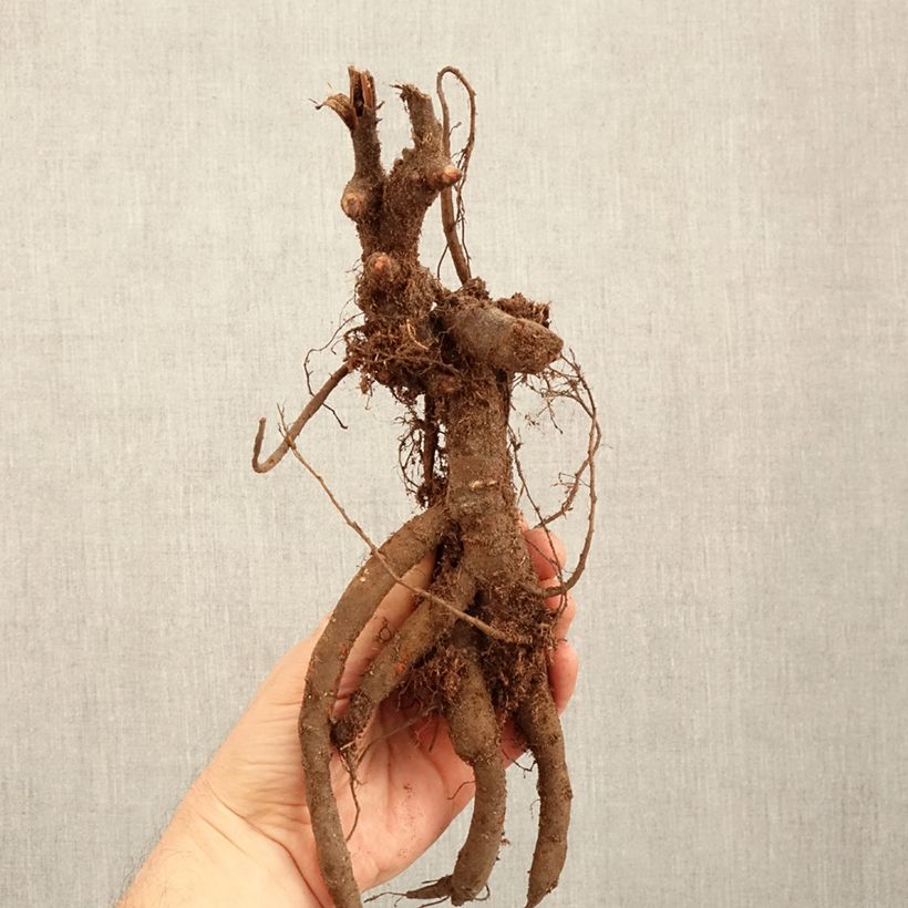 Peonia erbacea Inspecteur Lavergne Cespo 3/5 occhi esemplare consegnato in inverno