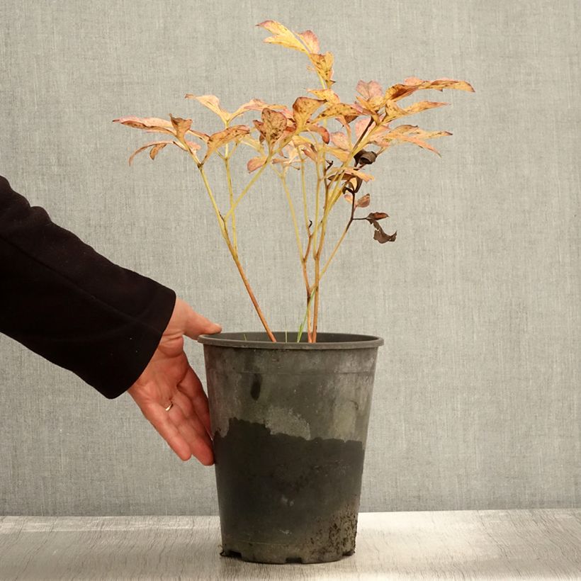 Esemplare di Peonia erbacea Jan van Leeuwen Vaso da 3L/4L come consegnato in autunno