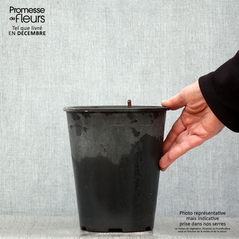 Peonia erbacea Jan van Leeuwen Vaso da 3L/4L esemplare consegnato in inverno