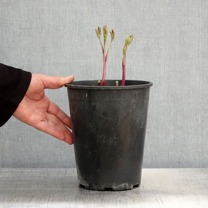 Peonia erbacea Jan van Leeuwen Vaso da 3L/4L esemplare consegnato in primavera