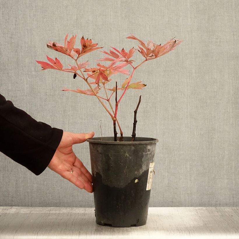 Esemplare di Peonia erbacea Kansas Vaso da 3L/4L come consegnato in autunno