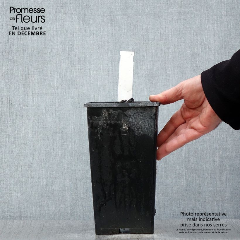 Peonia erbacea Kansas Vaso da 3L/4L esemplare consegnato in inverno