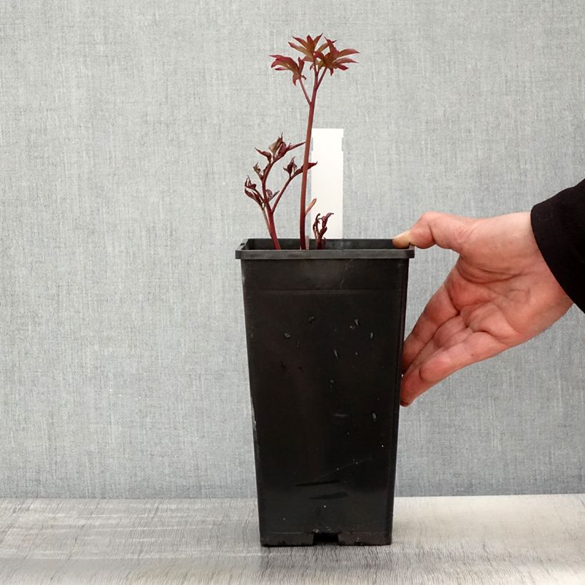 Peonia erbacea Kansas Vaso da 3L/4L esemplare consegnato in primavera