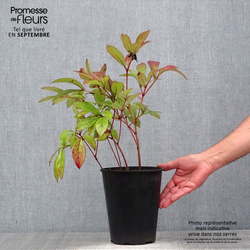 Esemplare di Peonia erbacea Karl Rosenfield Vaso da 3L/4L consegnato in estate