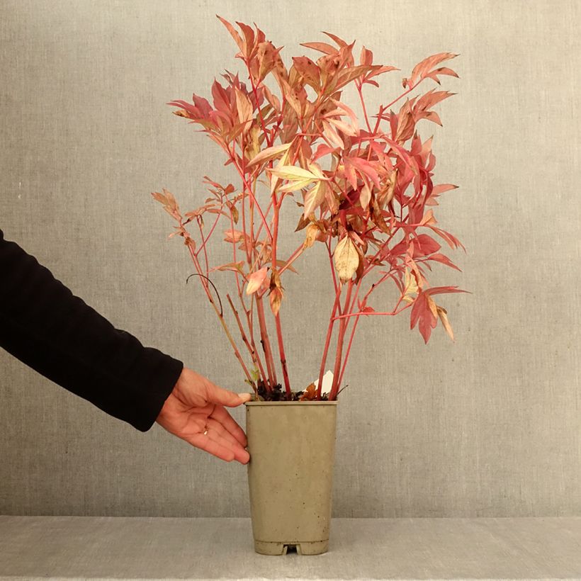 Esemplare di Peonia erbacea Karl Rosenfield Vaso da 3L/4L come consegnato in autunno