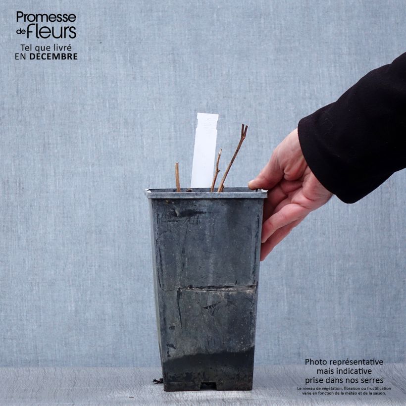 Peonia erbacea Karl Rosenfield Vaso da 3L/4L esemplare consegnato in inverno