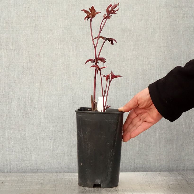 Peonia erbacea Karl Rosenfield Vaso da 3L/4L esemplare consegnato in primavera