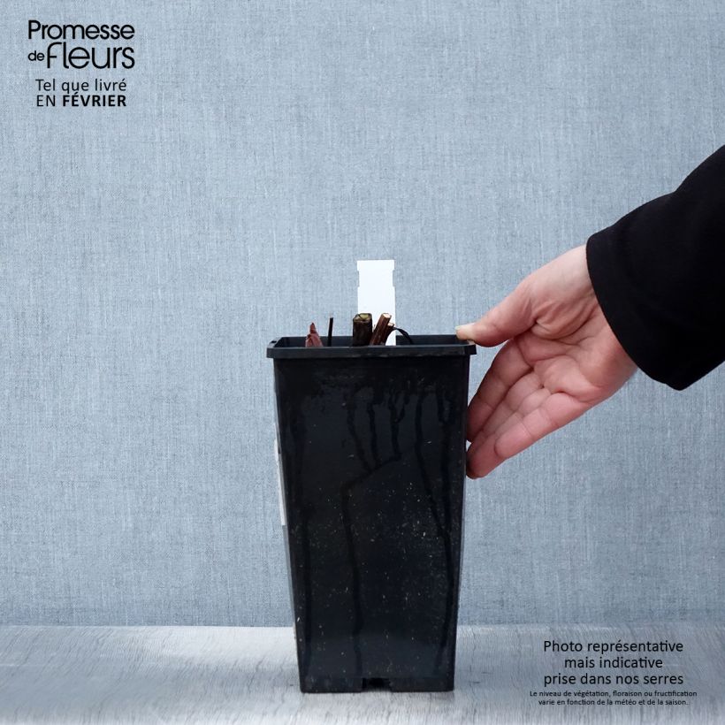 Peonia erbacea King's Day Vaso da 3L/4L esemplare consegnato in inverno