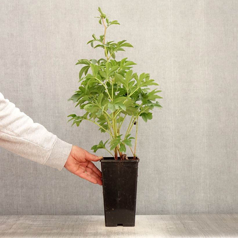 Peonia erbacea King's Day Vaso da 3L/4L esemplare consegnato in primavera