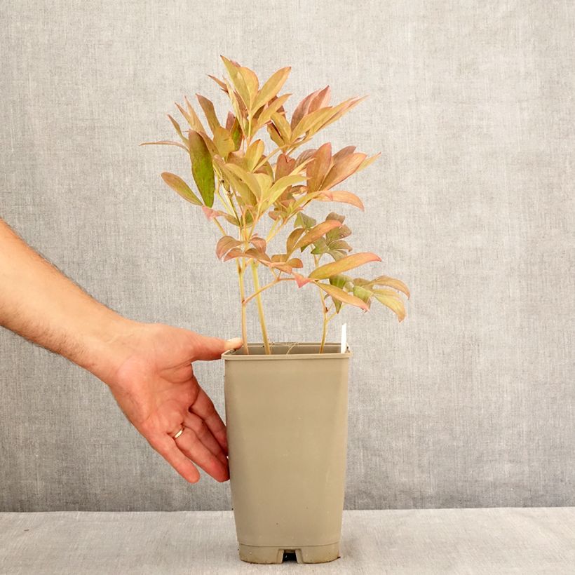 Esemplare di Peonia erbacea Lady Alexandra Duff Vaso da 3L/4L consegnato in estate