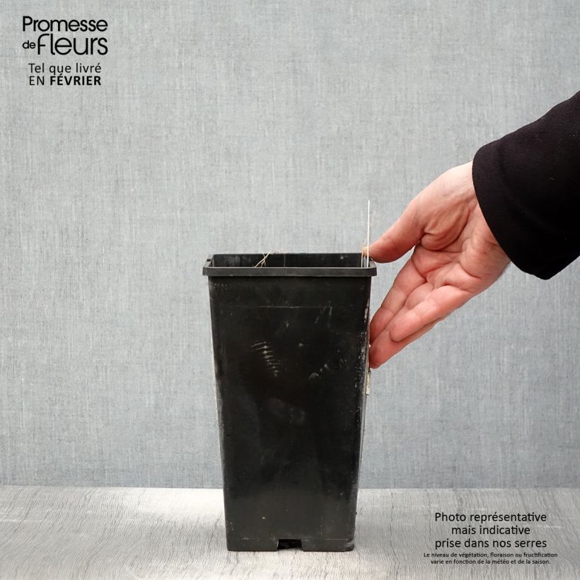 Peonia erbacea Lady Alexandra Duff Vaso da 3L/4L esemplare consegnato in inverno