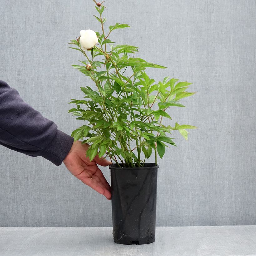 Peonia erbacea Lancaster Imperial Vaso da 4L/5L esemplare consegnato in primavera