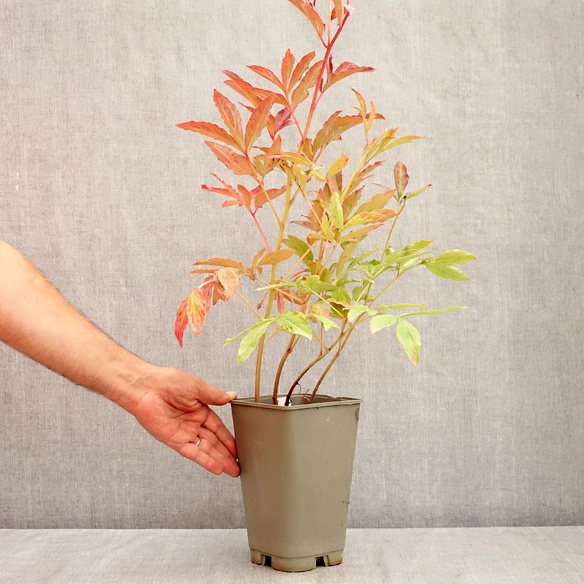 Esemplare di Peonia erbacea Laura Dessert Vaso da 3L/4L consegnato in estate