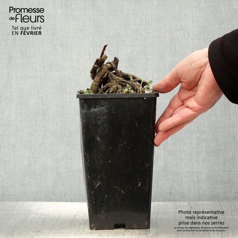 Peonia erbacea Laura Dessert Vaso da 3L/4L esemplare consegnato in inverno