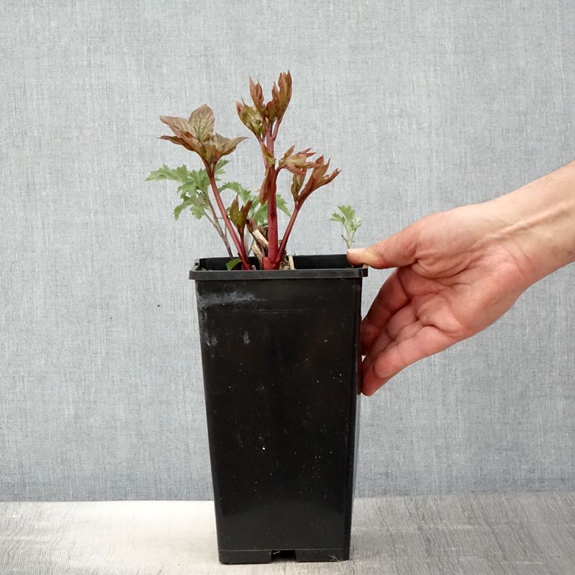 Peonia erbacea Lemon Chiffon Vaso da 3L/4L esemplare consegnato in primavera