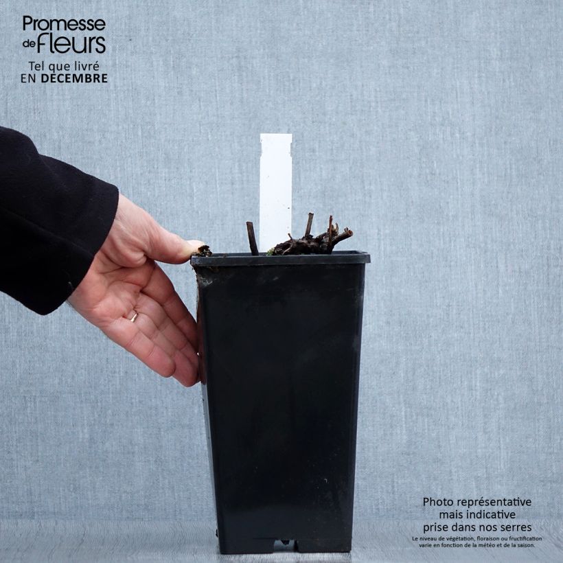 Peonia erbacea Paeonia Vaso da 3L/4L esemplare consegnato in inverno