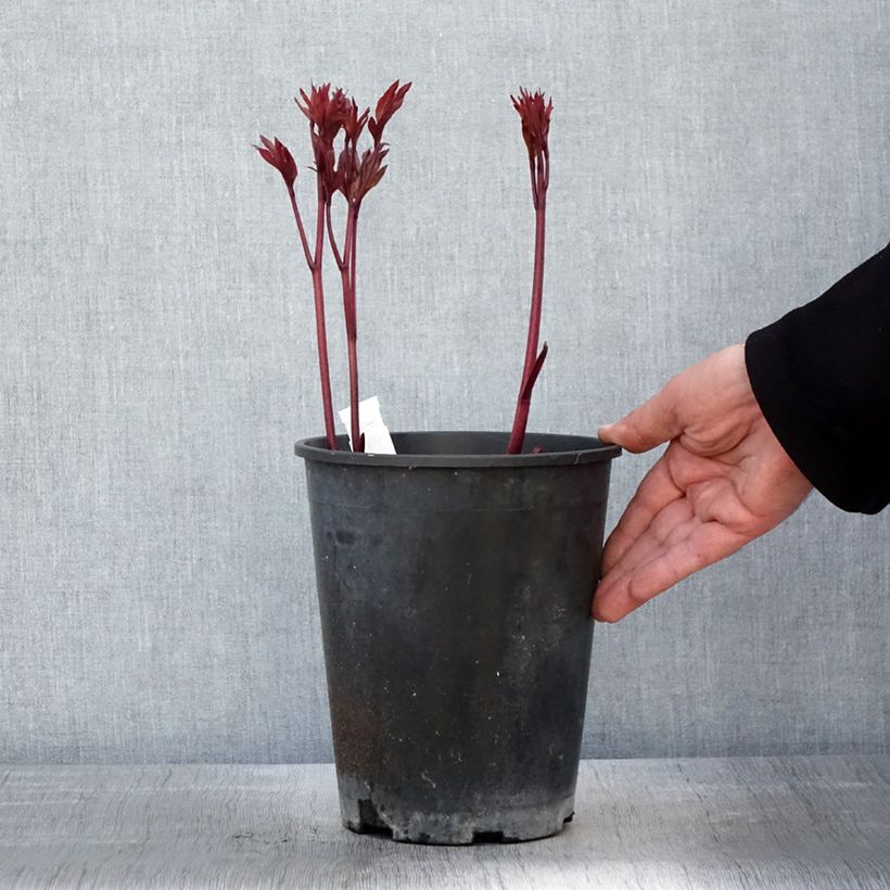 Peonia erbacea Paeonia Vaso da 3L/4L esemplare consegnato in primavera