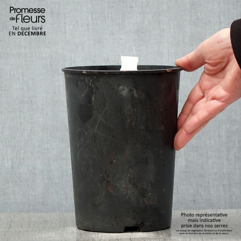 Peonia erbacea Madame Emile Debatène Vaso da 3L/4L esemplare consegnato in inverno