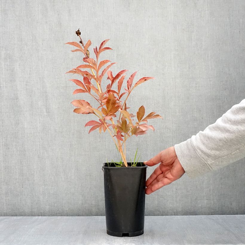 Esemplare di Peonia erbacea Monsieur Jules Elie Vaso da 3L/4L come consegnato in autunno