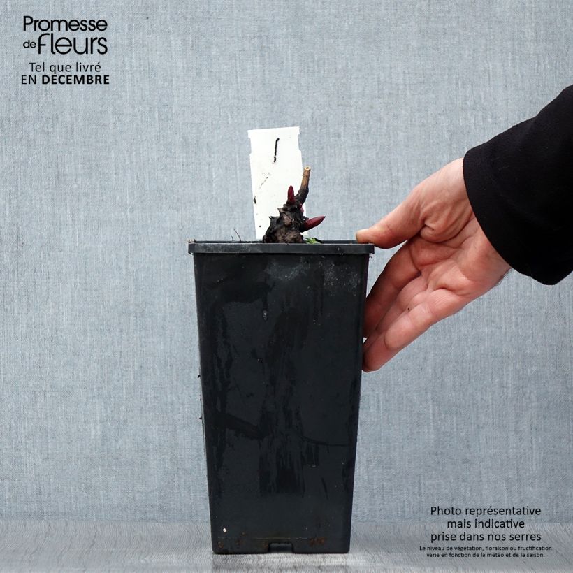 Peonia erbacea Monsieur Jules Elie Vaso da 3L/4L esemplare consegnato in inverno