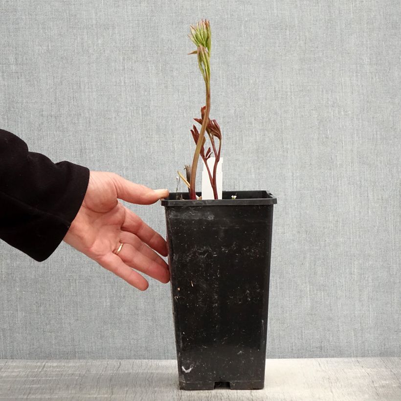 Peonia erbacea Monsieur Jules Elie Vaso da 3L/4L esemplare consegnato in primavera