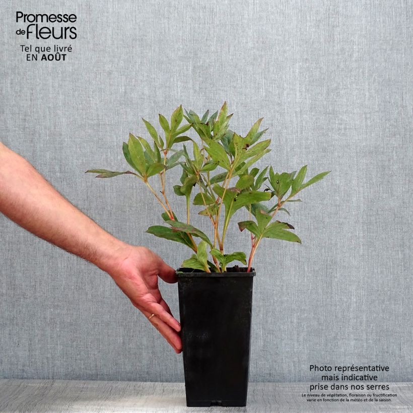 Esemplare di Peonia erbacea Mother's Choice Vaso da 3L/4L consegnato in estate