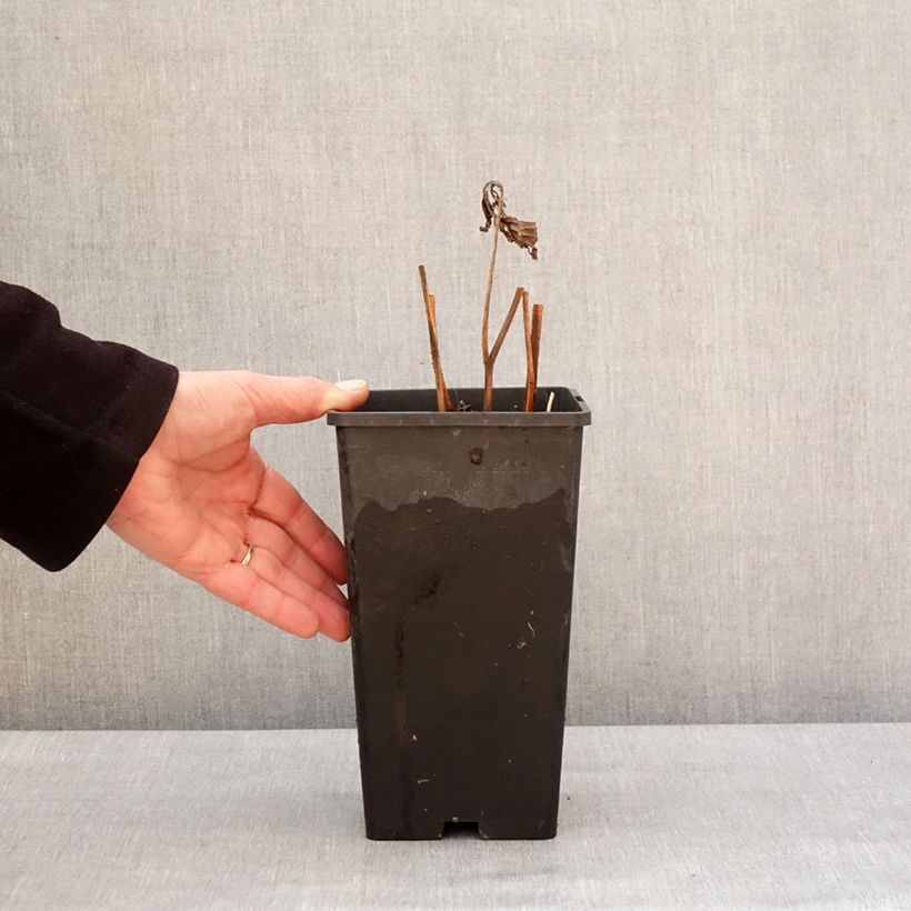 Peonia erbacea Mother's Choice Vaso da 3L/4L esemplare consegnato in inverno