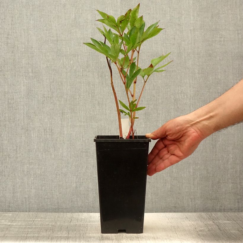 Peonia erbacea Mother's Choice Vaso da 3L/4L esemplare consegnato in primavera