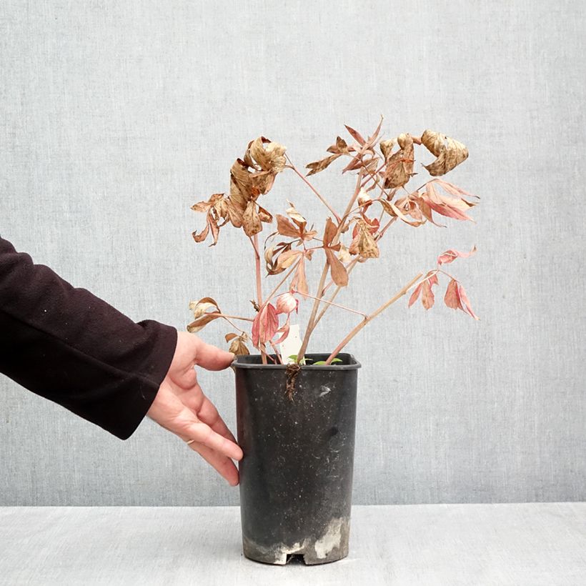 Esemplare di Peonia erbacea Mrs JV Edlund Vaso da 4L/5L come consegnato in autunno