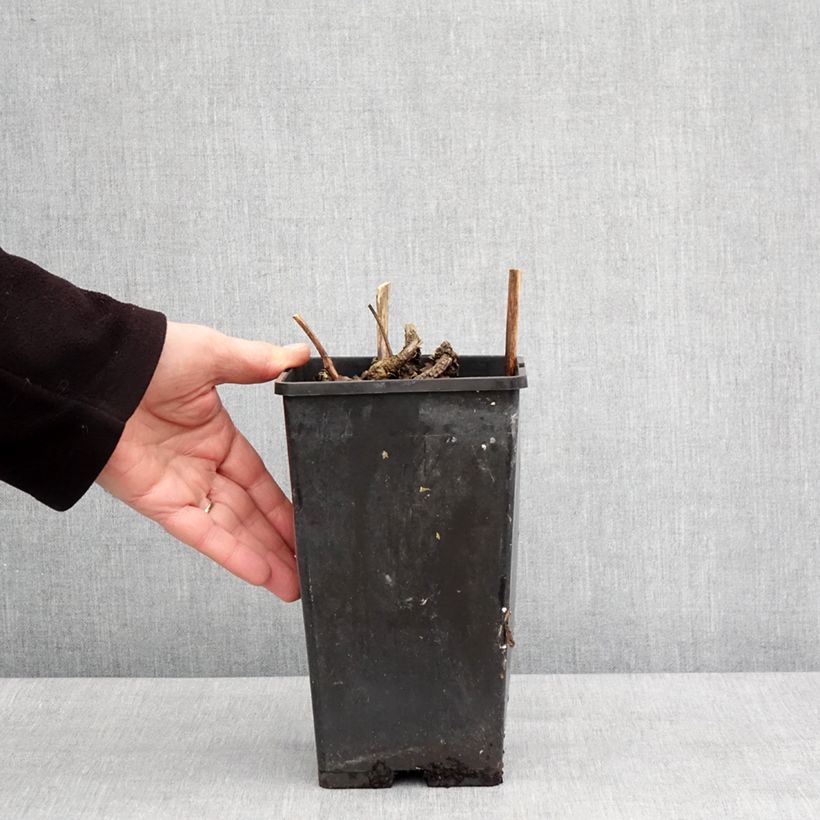 Peonia erbacea Neon Vaso da 3L/4L esemplare consegnato in inverno