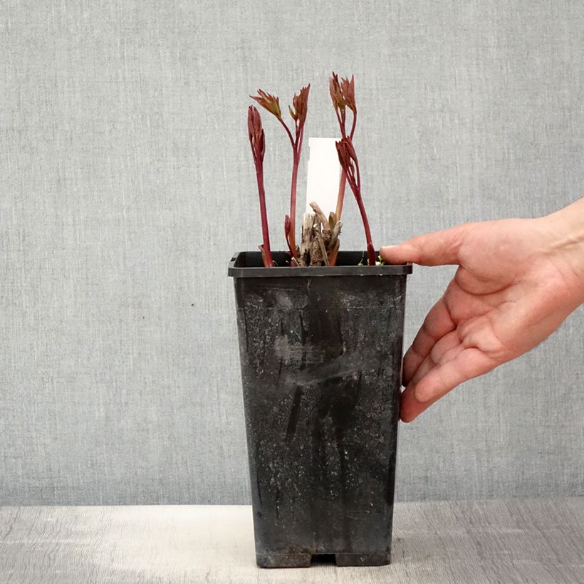 Peonia erbacea Neon Vaso da 3L/4L esemplare consegnato in primavera