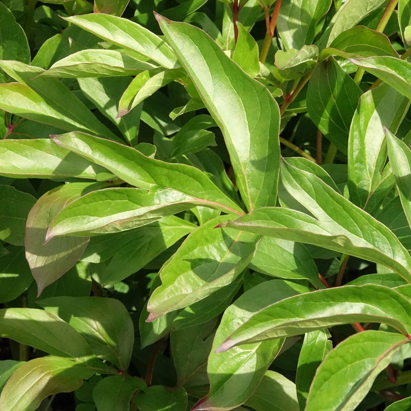 Peonia erbacea Nymphe (Fogliame)