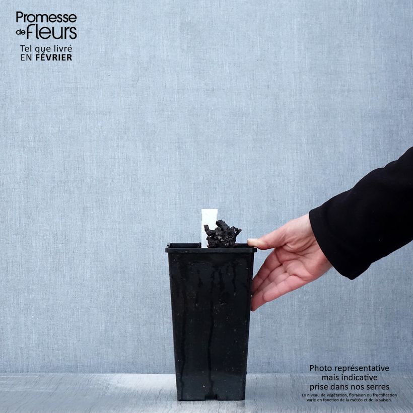 Peonia erbacea Nymphe Vaso da 3L/4L esemplare consegnato in inverno