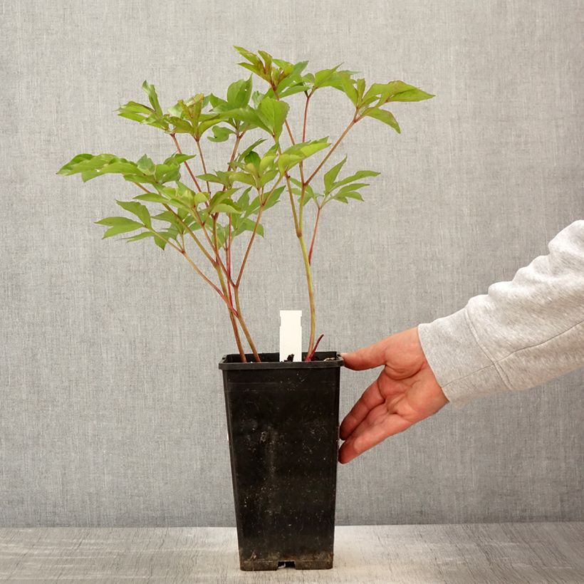 Peonia erbacea Nymphe Vaso da 3L/4L esemplare consegnato in primavera