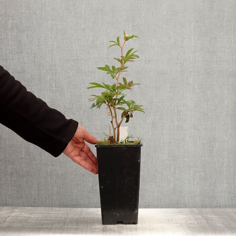 Peonia erbacea Pink Hawaiian Coral Vaso da 3L/4L esemplare consegnato in primavera