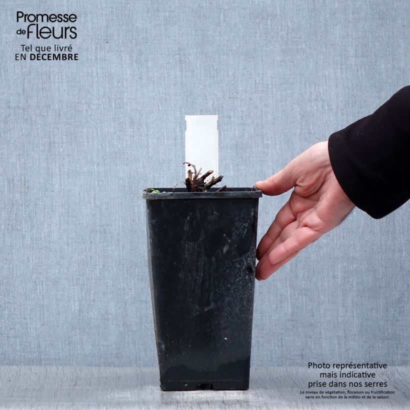 Peonia erbacea Primevère Vaso da 3L/4L esemplare consegnato in inverno