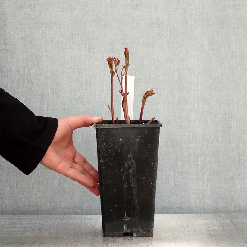 Peonia erbacea Primevère Vaso da 3L/4L esemplare consegnato in primavera