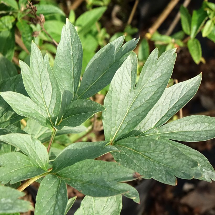 Peonia erbacea Raspberry Charm (Fogliame)