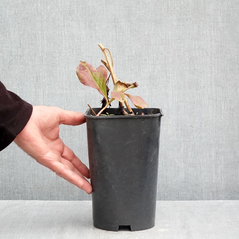 Esemplare di Peonia erbacea Raspberry Charm Vaso da 4L/5L come consegnato in autunno