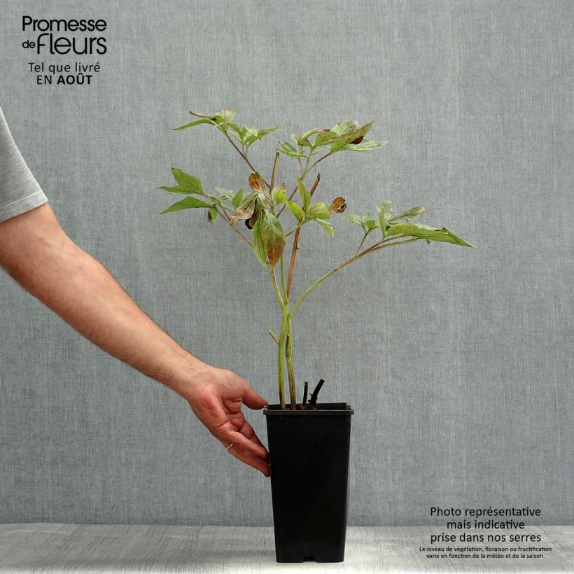 Esemplare di Peonia erbacea Red Charm Vaso da 3L/4L consegnato in estate