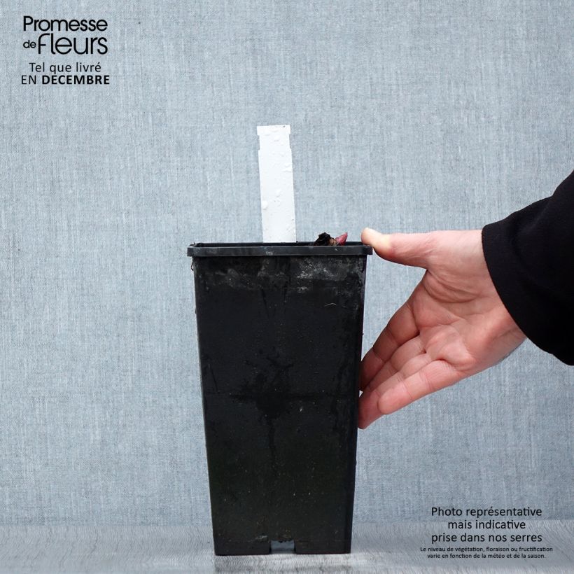 Peonia erbacea Red Charm Vaso da 3L/4L esemplare consegnato in inverno